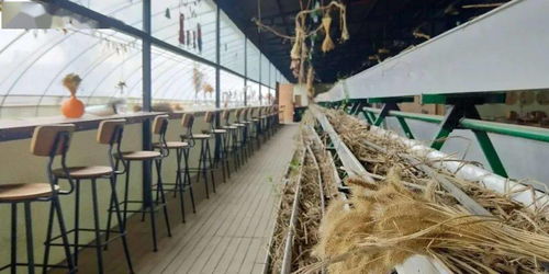 11.16 18 圍繞 水稻 開展的研學(xué)課程 節(jié)慶活動(dòng) 產(chǎn)品開發(fā) 附教案